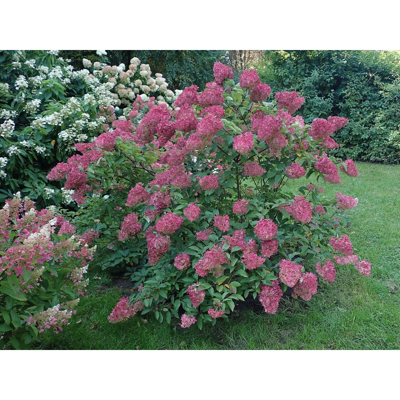 Skarainā hortenzija ‘Sundae Fraise’® — šķirnes foto