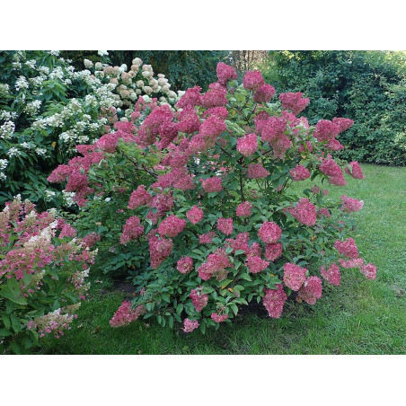 Skarainā hortenzija ‘Sundae Fraise’® — šķirnes foto