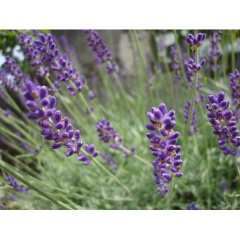 Šaurlapu lavanda ‘Hidcote’ — šķirnes foto