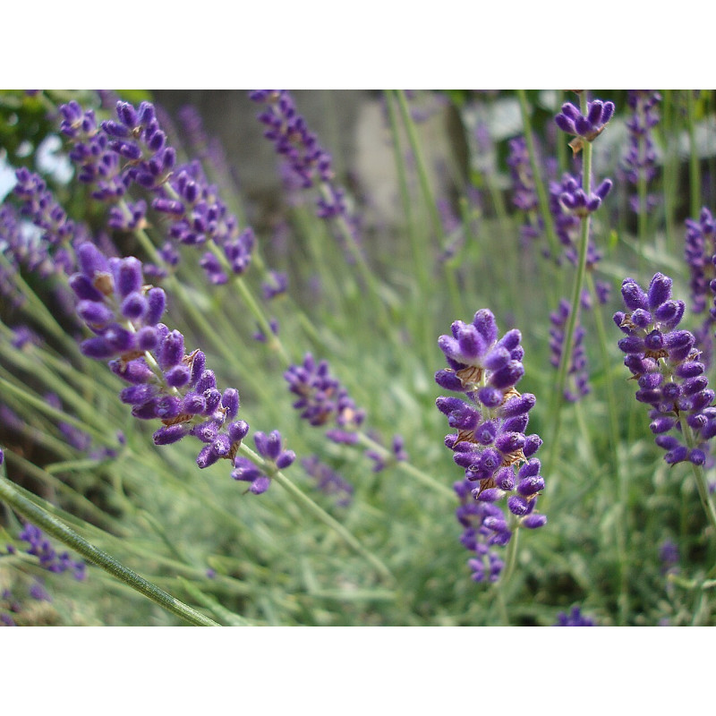 Šaurlapu lavanda ‘Hidcote’ — šķirnes foto