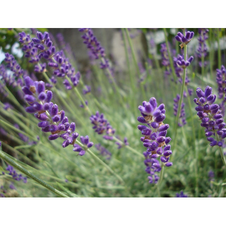 Šaurlapu lavanda ‘Hidcote’ — šķirnes foto