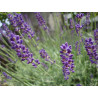 Šaurlapu lavanda ‘Hidcote’ — šķirnes foto
