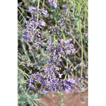 Šaurlapu lavanda ‘Hidcote’ – P9 kont. (iepriekšpārdošana)