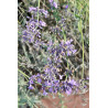 Šaurlapu lavanda ‘Hidcote’ – P9 kont. (iepriekšpārdošana)