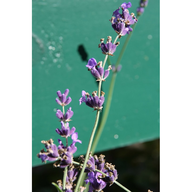 Šaurlapu lavanda ‘Munstead’ — šķirnes foto