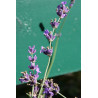 Šaurlapu lavanda ‘Munstead’ — šķirnes foto