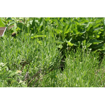 Šaurlapu lavanda ‘Munstead’ – P9 kont. (iepriekšpārdošana)