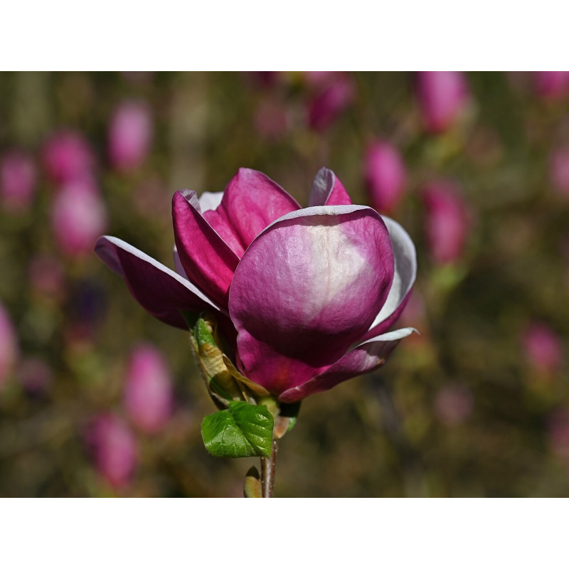 Sulanža magnolija ‘Rustica Rubra’ — šķirnes foto