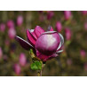 Sulanža magnolija ‘Rustica Rubra’ — šķirnes foto