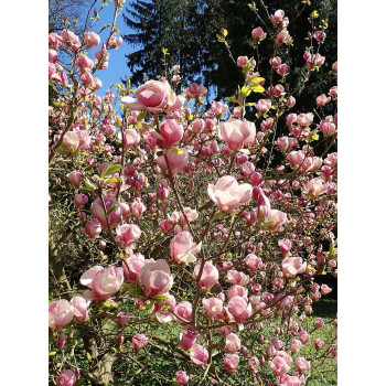 Sulanža magnolija ‘Rustica Rubra’ – P9 kont. (iepriekšpārdošana)