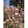 Sulanža magnolija ‘Rustica Rubra’ – P9 kont. (iepriekšpārdošana)