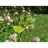 Sulanža magnolija ‘Rustica Rubra’ – P9 kont. (iepriekšpārdošana)