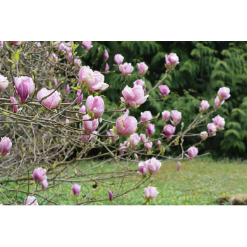 Sulanža magnolija ‘Rustica Rubra’ – P9 kont. (iepriekšpārdošana)