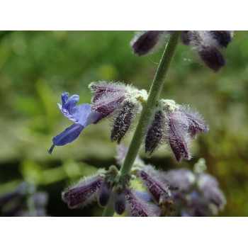 Balodeņlapu perovskija ‘Lacey Blue’ — šķirnes foto