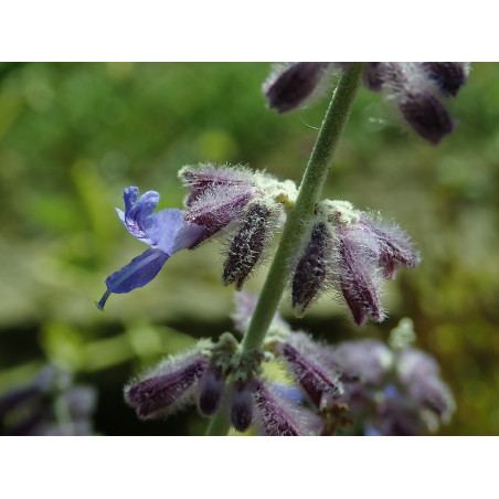 Balodeņlapu perovskija ‘Lacey Blue’ — šķirnes foto