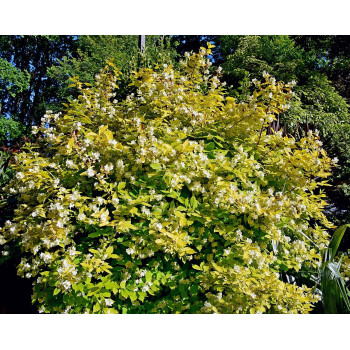 Parastais filadelfs ‘Aureus’ — šķirnes foto