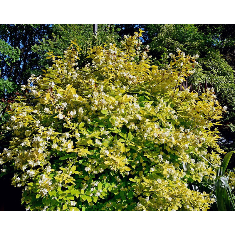 Parastais filadelfs ‘Aureus’ — šķirnes foto