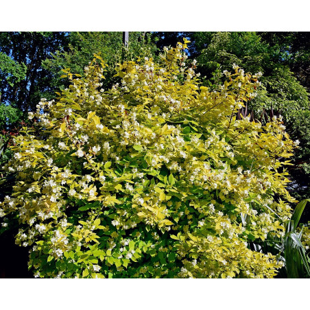 Parastais filadelfs ‘Aureus’ — šķirnes foto