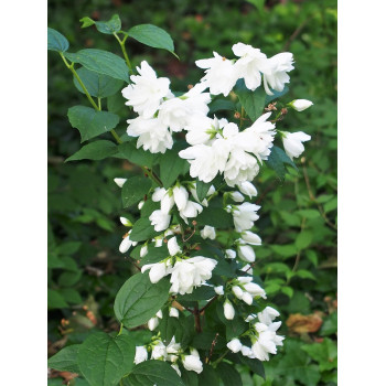 Filadelfs ‘Snowbelle’ — šķirnes foto