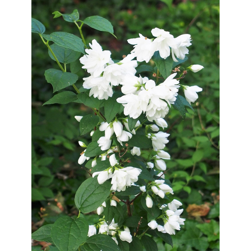 Filadelfs ‘Snowbelle’ — šķirnes foto