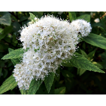 Japānas spireja ‘Albiflora’ – P9 kont. (iepriekšpārdošana)