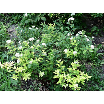 Japānas spireja ‘Albiflora’ — šķirnes foto