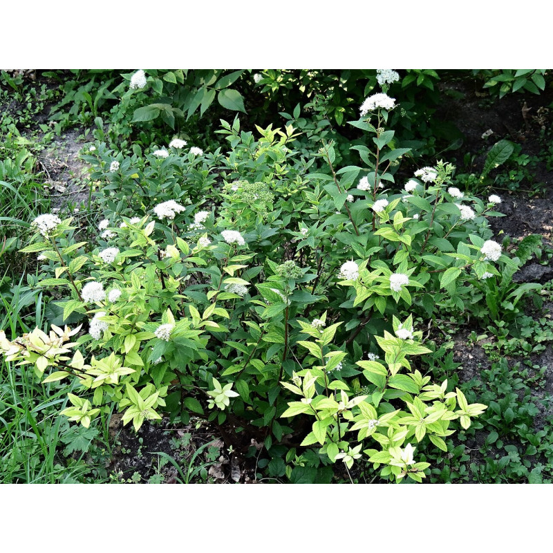 Japānas spireja ‘Albiflora’ — šķirnes foto
