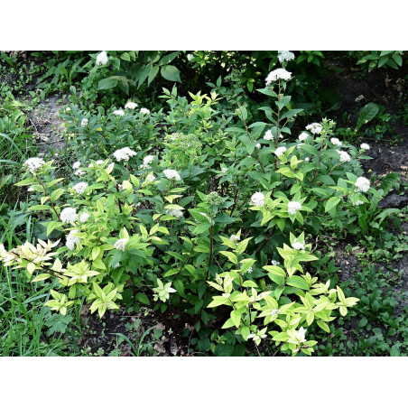 Japānas spireja ‘Albiflora’ — šķirnes foto