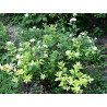 Japānas spireja ‘Albiflora’ — šķirnes foto