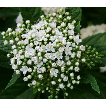 Japānas spireja ‘Albiflora’ – P9 kont. (iepriekšpārdošana)