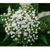 Japānas spireja ‘Albiflora’ – P9 kont. (iepriekšpārdošana)