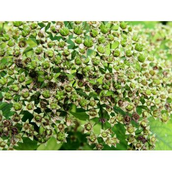 Japānas spireja ‘Albiflora’ – P9 kont. (iepriekšpārdošana)