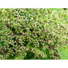 Japānas spireja ‘Albiflora’ – P9 kont. (iepriekšpārdošana)