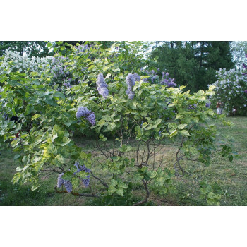 Parastais ceriņš ‘Aucubaefolia’ — šķirnes foto
