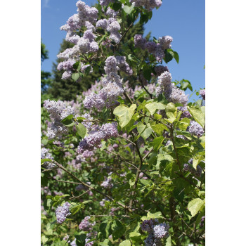 Parastais ceriņš ‘Aucubaefolia’ – P9 kont. (iepriekšpārdošana)