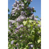 Parastais ceriņš ‘Aucubaefolia’ – P9 kont. (iepriekšpārdošana)