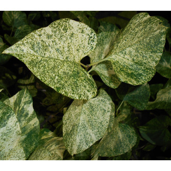 Parastais ceriņš ‘Aucubaefolia’ – P9 kont. (iepriekšpārdošana)