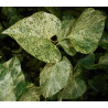 Parastais ceriņš ‘Aucubaefolia’ – P9 kont. (iepriekšpārdošana)