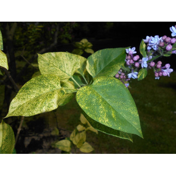 Parastais ceriņš ‘Aucubaefolia’ – P9 kont. (iepriekšpārdošana)