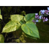 Parastais ceriņš ‘Aucubaefolia’ – P9 kont. (iepriekšpārdošana)