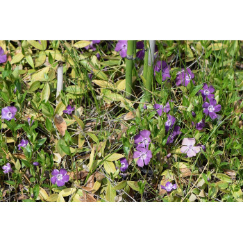 Mazā kapmirte ‘Atropurpurea’ – P9 kont. (iepriekšpārdošana)