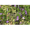 Mazā kapmirte ‘Atropurpurea’ – P9 kont. (iepriekšpārdošana)