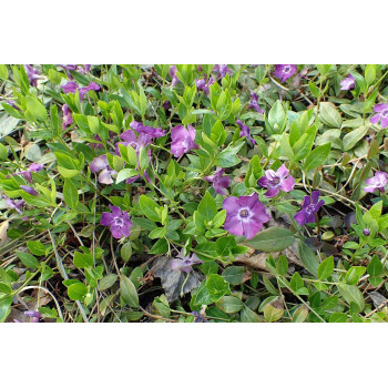 Mazā kapmirte ‘Atropurpurea’ — šķirnes foto