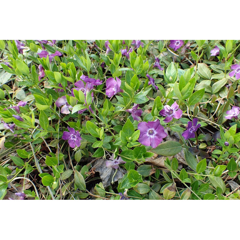 Mazā kapmirte ‘Atropurpurea’ — šķirnes foto