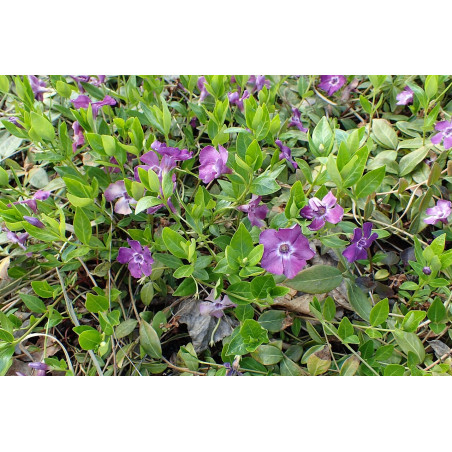 Mazā kapmirte ‘Atropurpurea’ — šķirnes foto