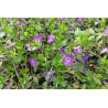 Mazā kapmirte ‘Atropurpurea’ — šķirnes foto