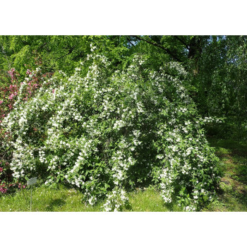 Veigela ‘Candida’ — šķirnes foto