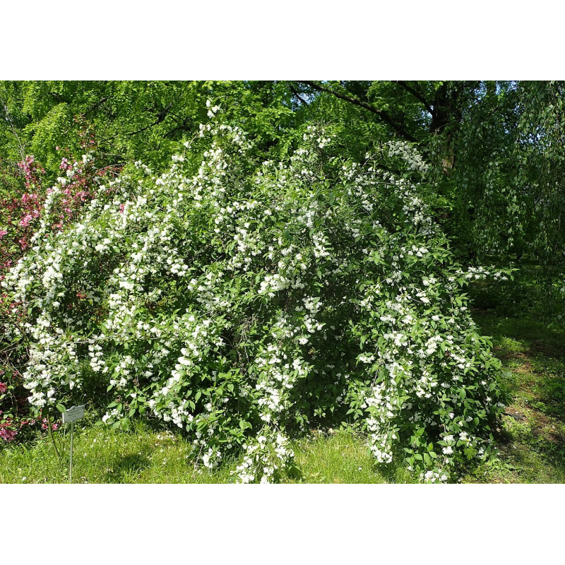 Veigela ‘Candida’ — šķirnes foto