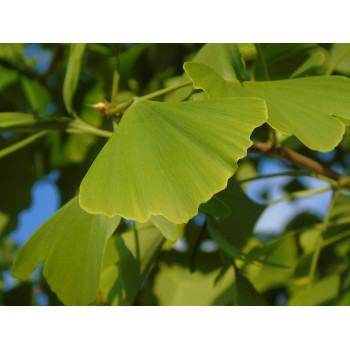 Divdaivu ginks – P9 kont. (iepriekšpārdošana)
