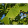 Divdaivu ginks – P9 kont. (iepriekšpārdošana)